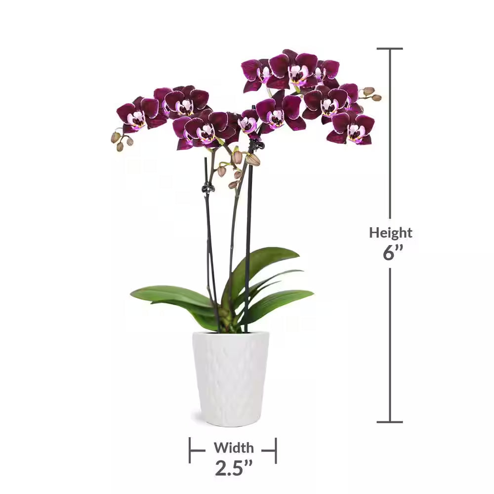 Orchid (Phalaenopsis) Mini Dark Purple Plant Ar 2-1/2 In. White Ceramic Pottery