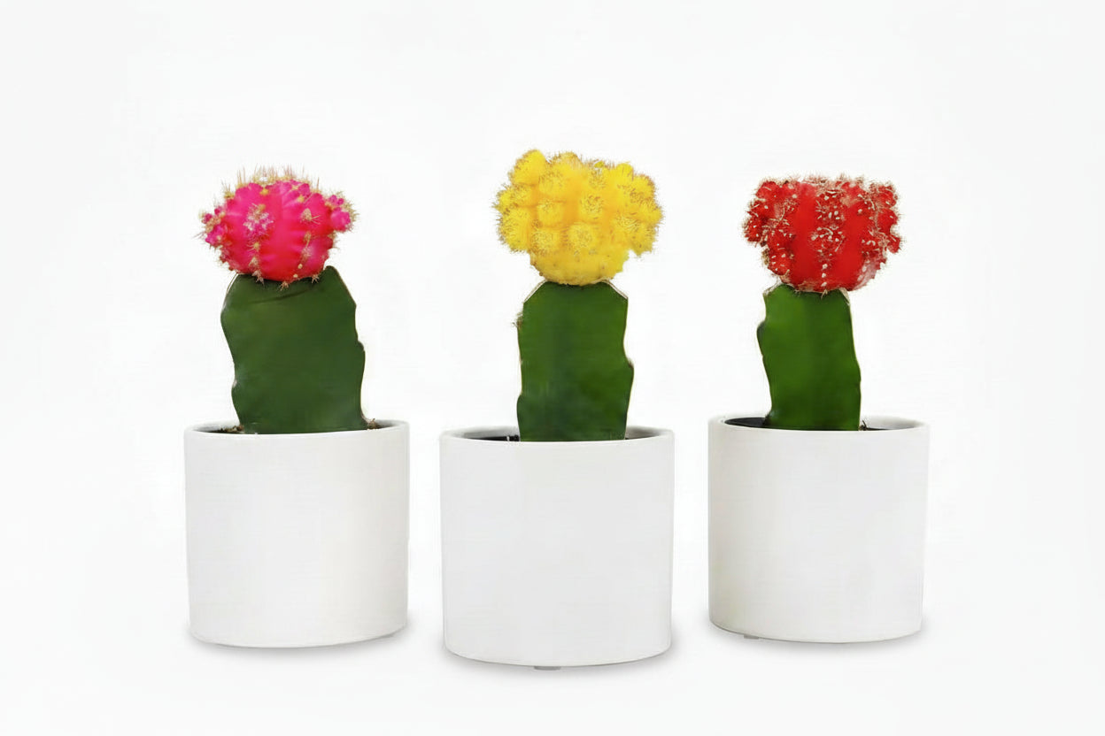 2.5 In. Assorted Grafted Cactus 3-Pack in White Glazed Clay Pot