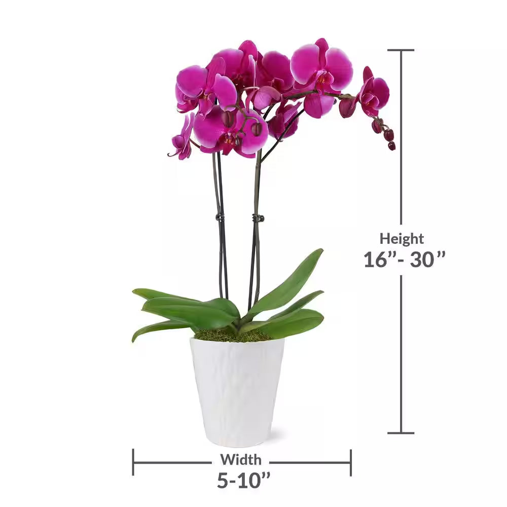 Premium Orchid (Phalaenopsis) Purple Plant in 5 In. White Ceramic Pottery