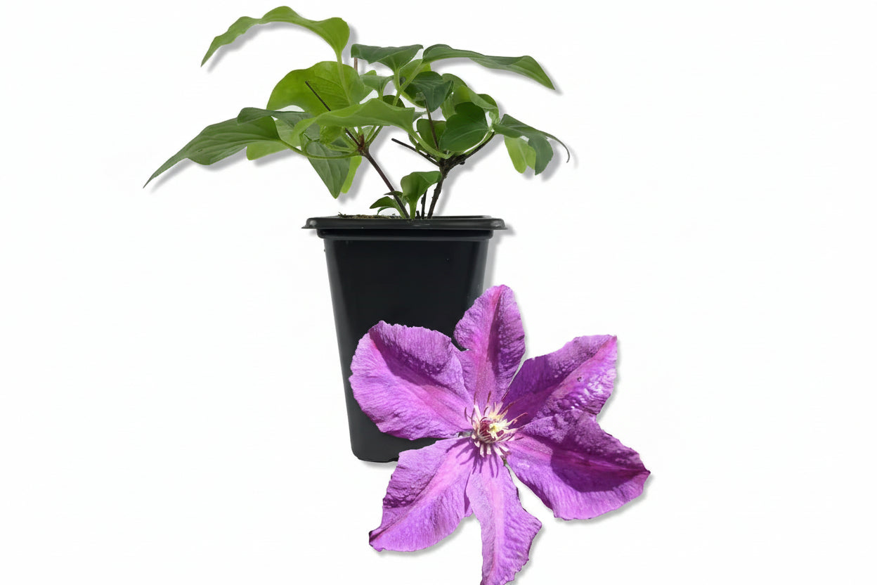 Clematis Etoile Violette-Live Starter Plant in a 2 Inch Growers Pot-Starter Plants-Rare Clematis for Collectors
