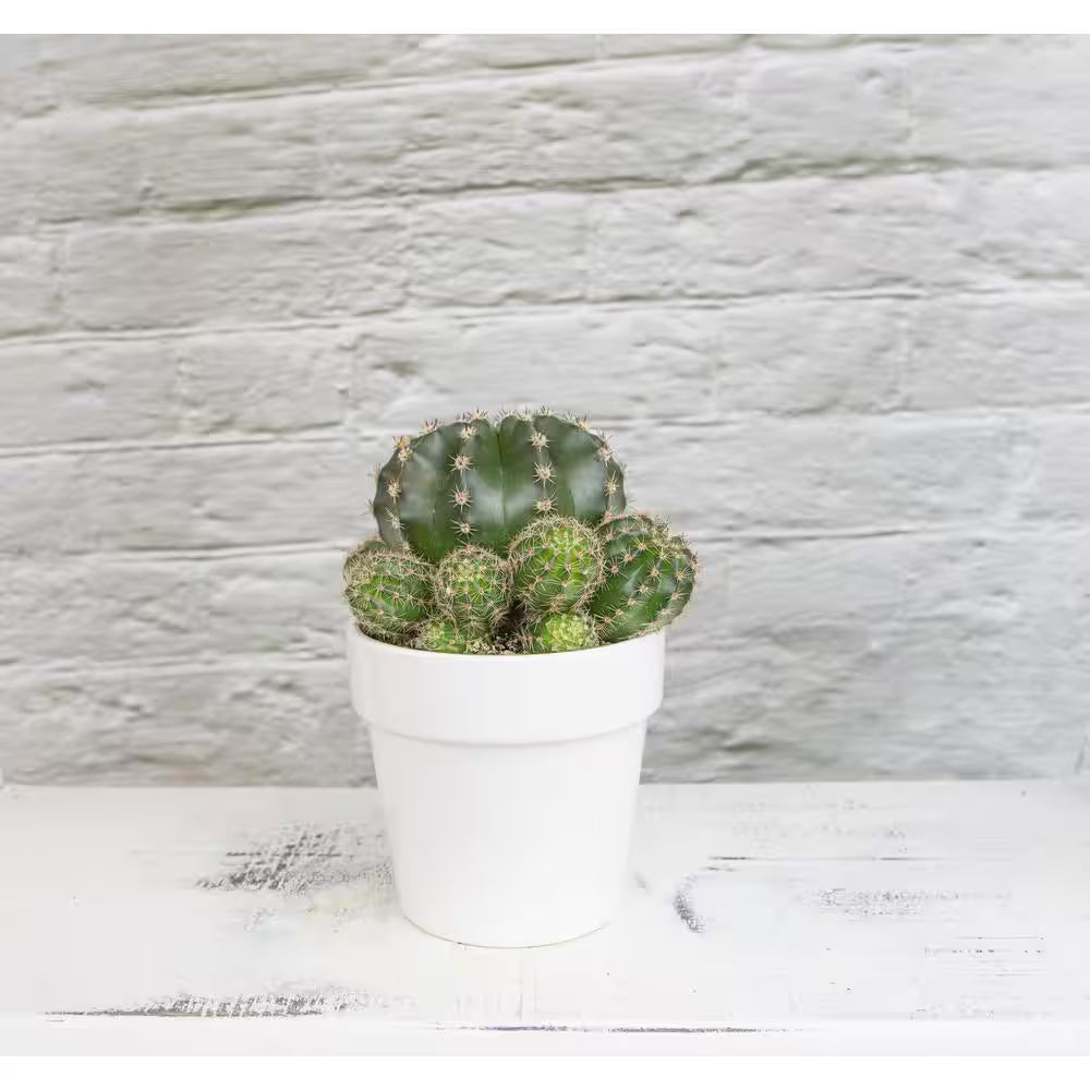 9 Cm Cactus in White Glazed Clay Pot