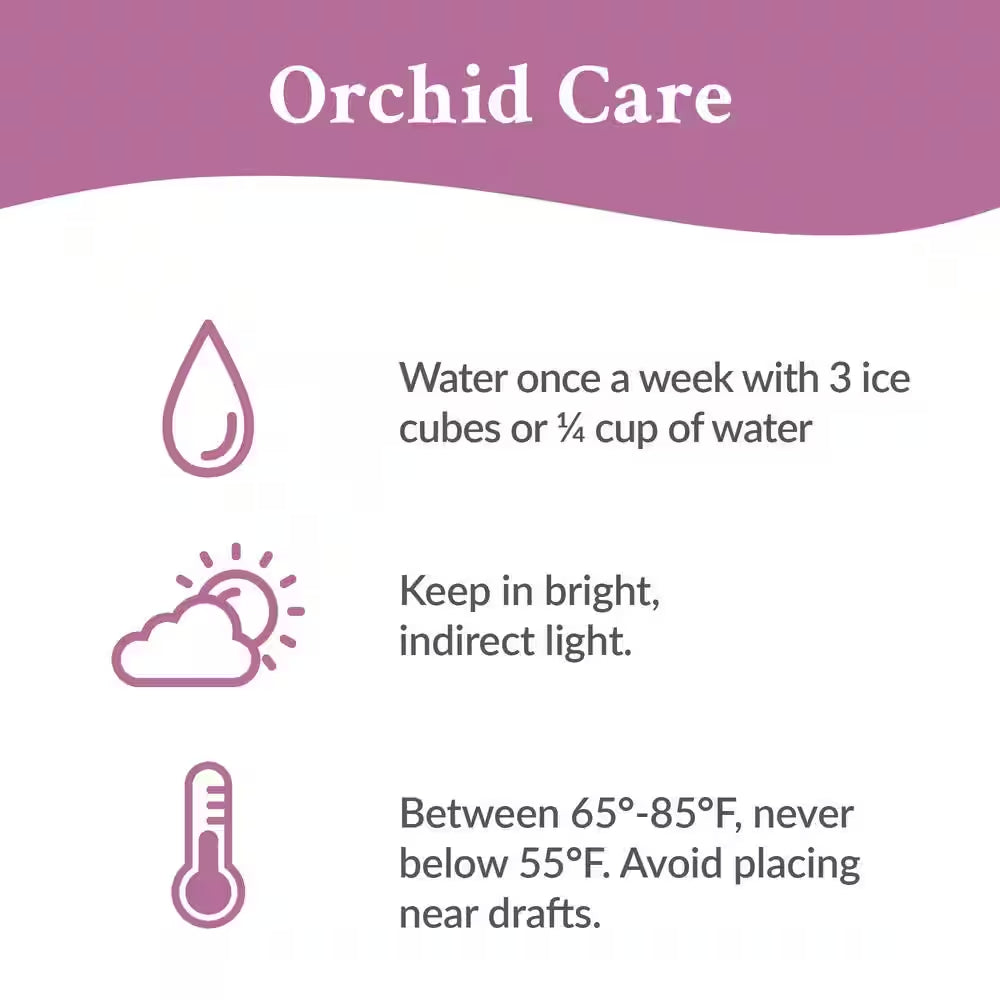 Premium Orchid (Phalaenopsis) Purple Plant in 5 In. White Ceramic Pottery