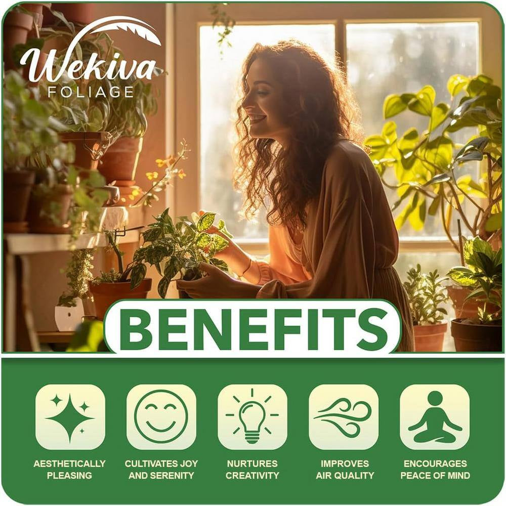 Clematis Candy Stripe-Live Starter Plant in a 2 Inch Growers Pot-Starter Plants Ready for the Garden