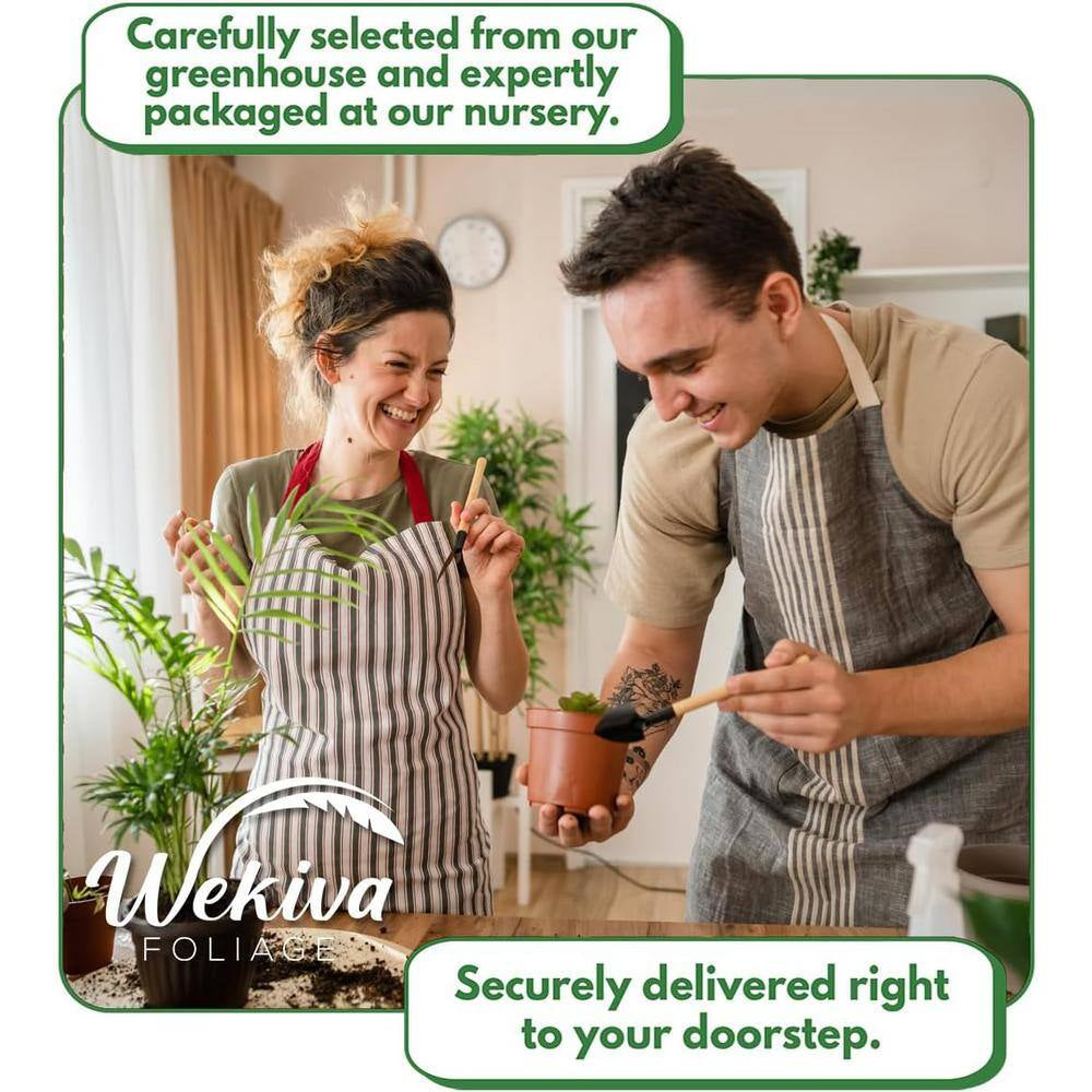 Clematis Etoile Rose-Live Starter Plant in a 2 Inch Growers Pot-Starter Plants Ready for the Garden