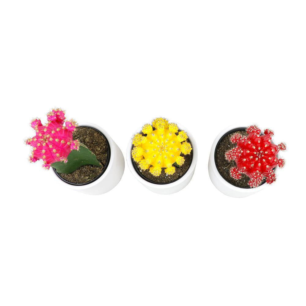 2.5 In. Assorted Grafted Cactus 3-Pack in White Glazed Clay Pot