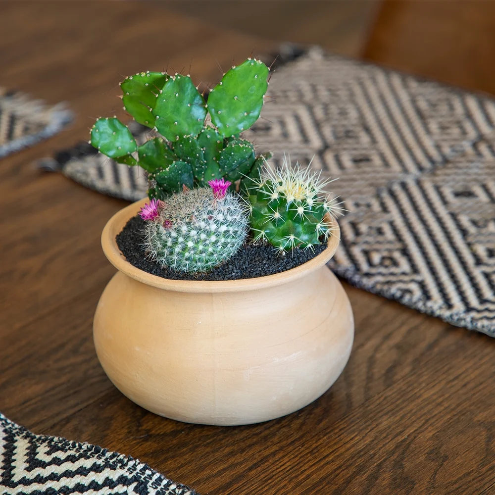 Element by  Live Cactus Plants 4-Pack - Succulent Plants, Full Sun - 2.5-Inch Pots