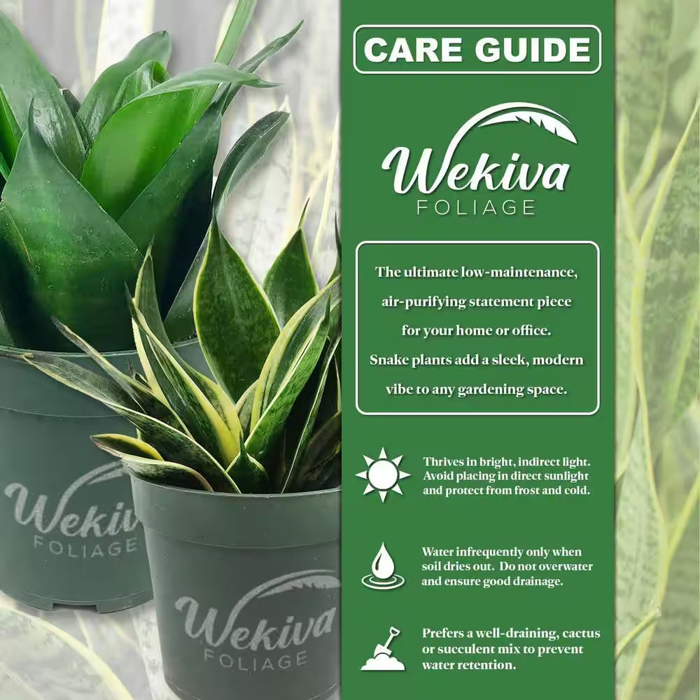 Lotus Snake Plant-1 Live Plant in a 4 In. Growers Pots-Sansevieria Trifasciata 'Lotus Hahnii'-Indoor Houseplants