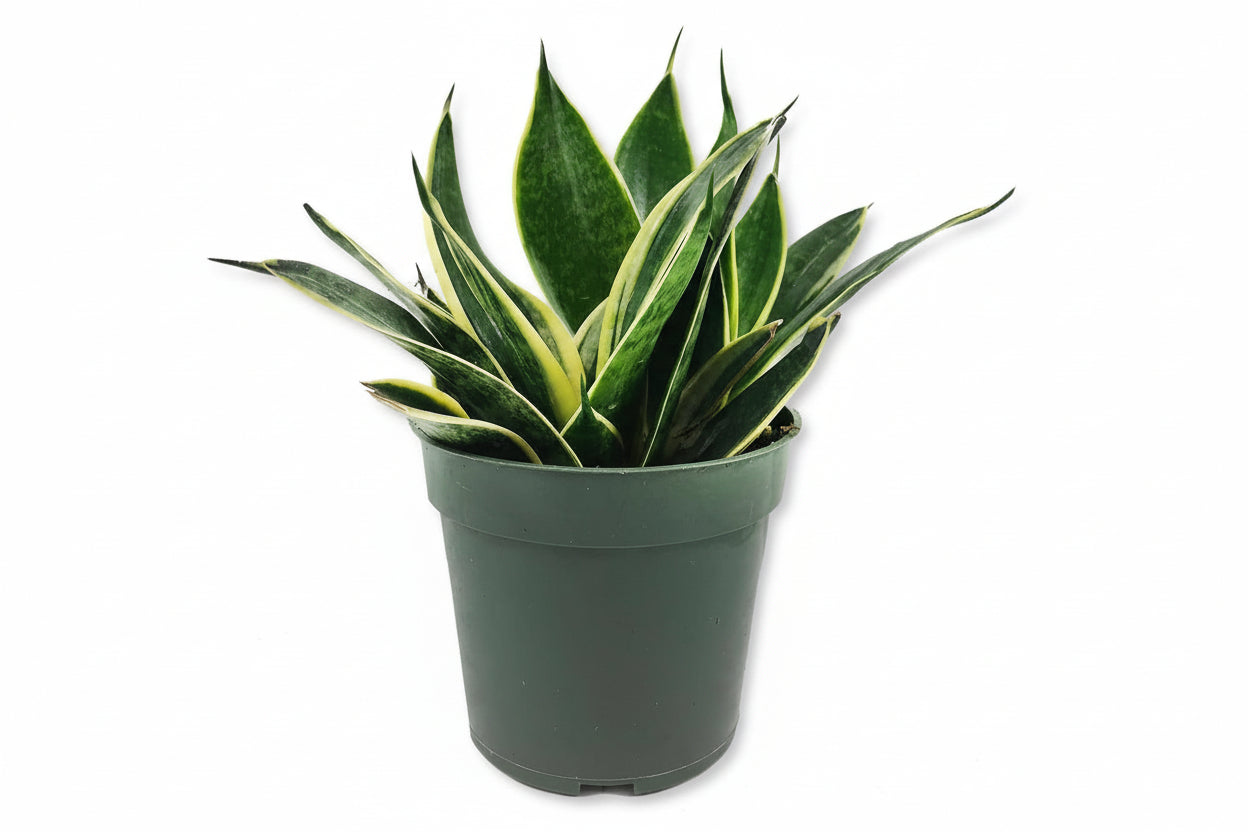 Lotus Snake Plant-1 Live Plant in a 4 In. Growers Pots-Sansevieria Trifasciata 'Lotus Hahnii'-Indoor Houseplants