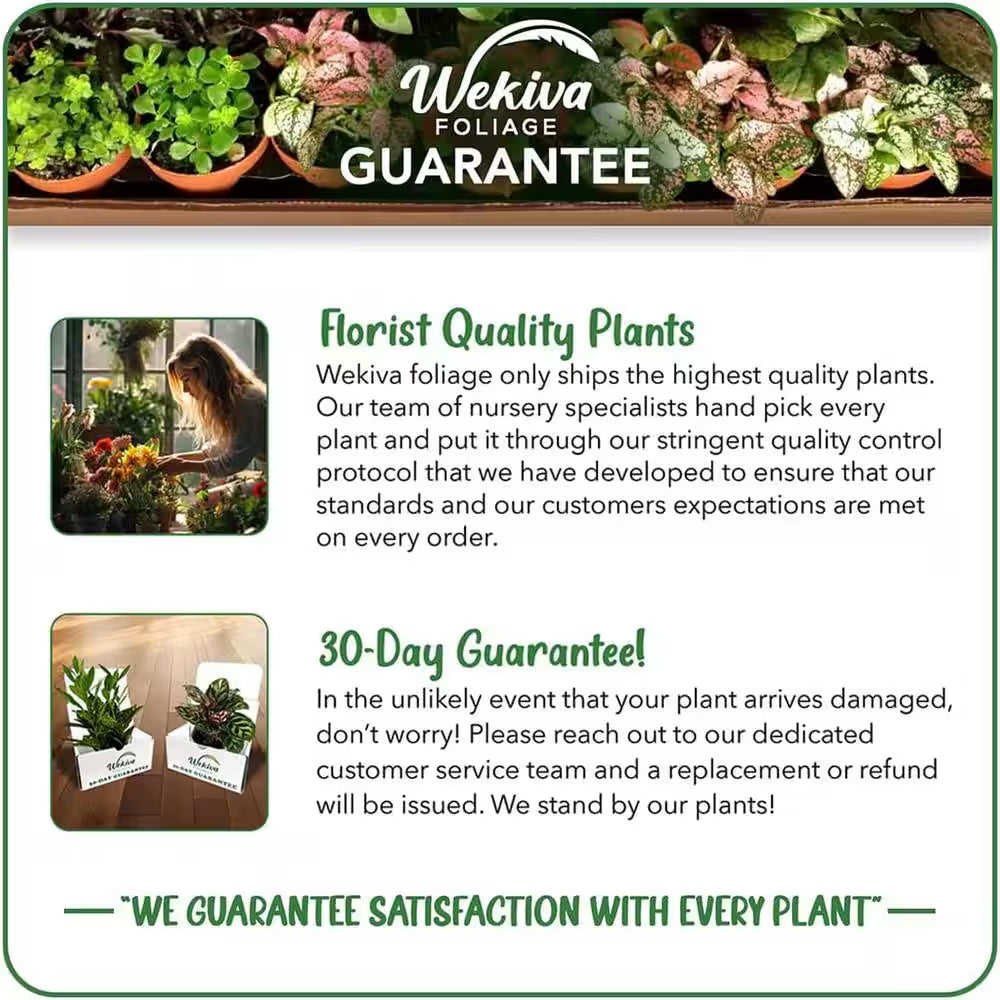 Clematis Madame Edouard Andre-Live Starter Plant in a 2 Inch Growers Pot-Starter Plants Ready for the Garden