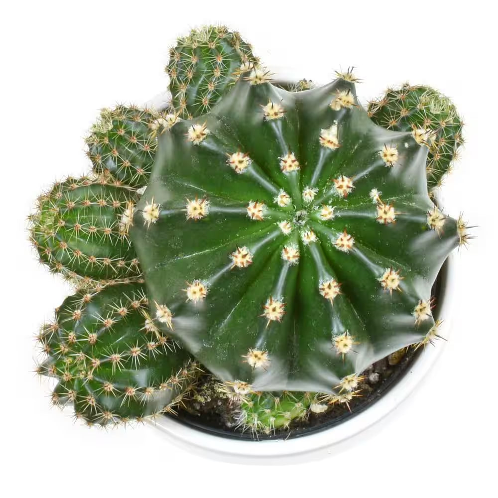 9 Cm Cactus in White Glazed Clay Pot