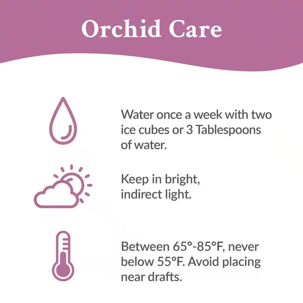 Orchid (Phalaenopsis) Petite White with Yellow Throat Plant in 3 In. White Ceramic Pottery