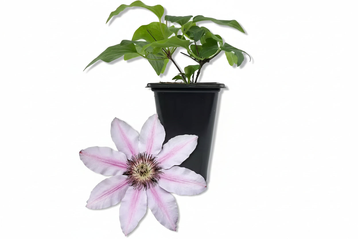 Clematis Candy Stripe-Live Starter Plant in a 2 Inch Growers Pot-Starter Plants Ready for the Garden