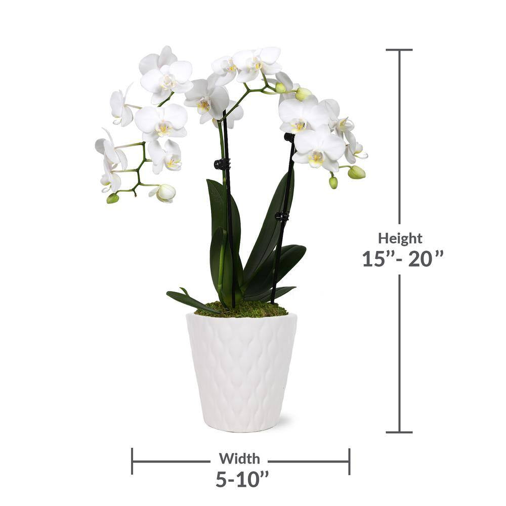 Orchid (Phalaenopsis) Petite White with Yellow Throat Plant in 3 In. White Ceramic Pottery