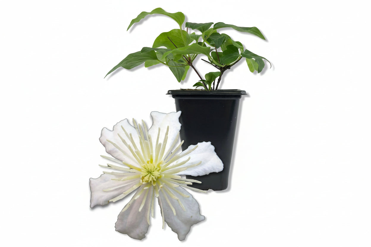 Clematis Fargesioides Summer Snow-Live Starter Plant in a 2 Inch Growers Pot-Starter Plants Ready for the Garden
