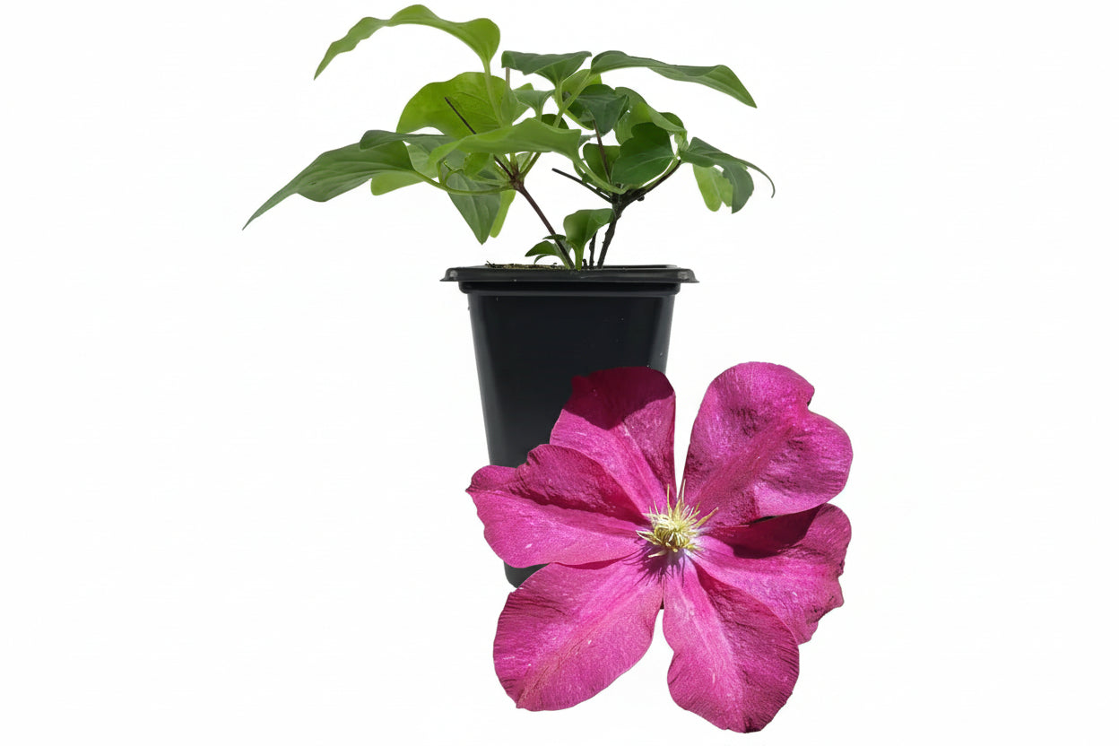 Clematis Madame Edouard Andre-Live Starter Plant in a 2 Inch Growers Pot-Starter Plants Ready for the Garden