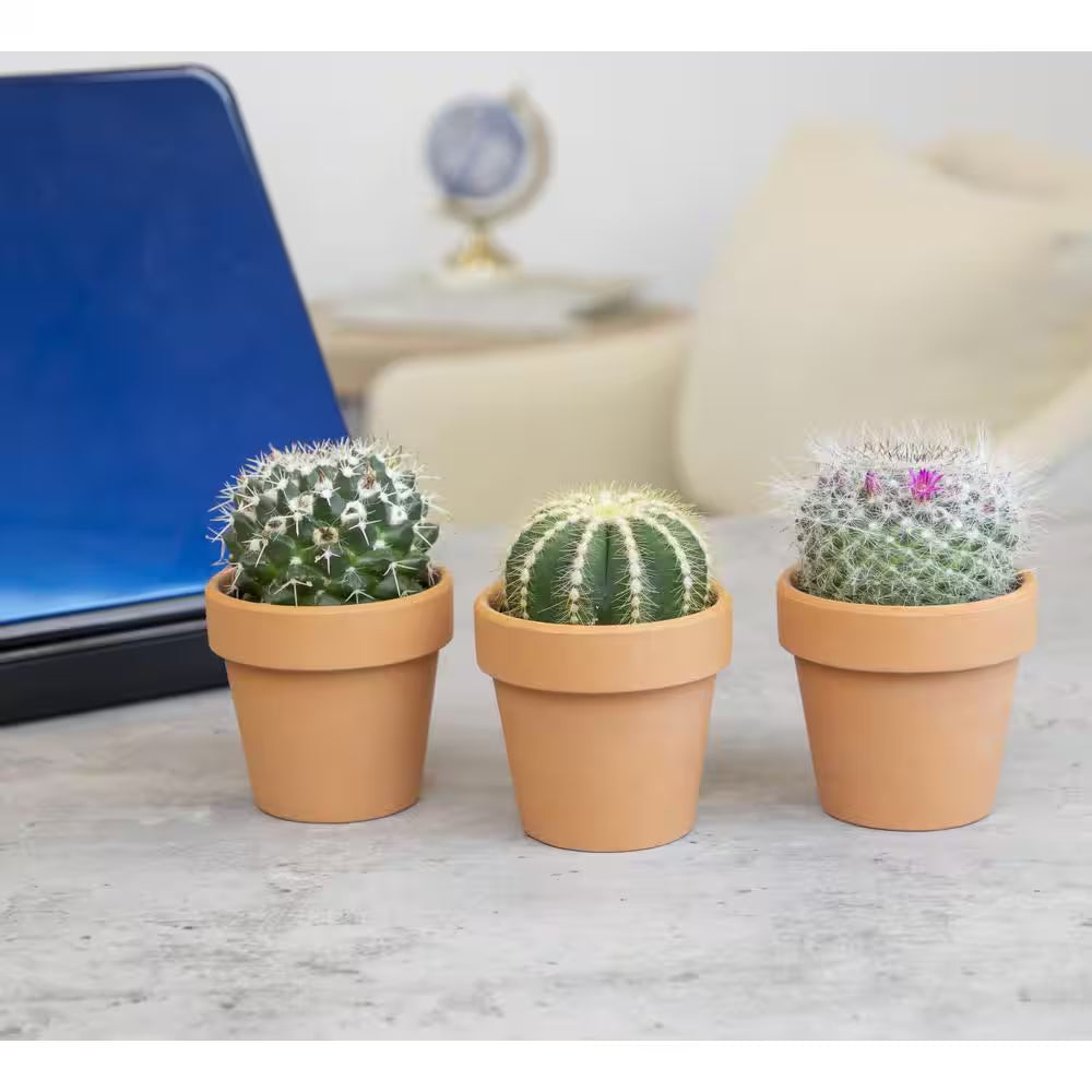 2.5 In. Assorted Cactus 3-Pack in Terra Cotta Clay Pot
