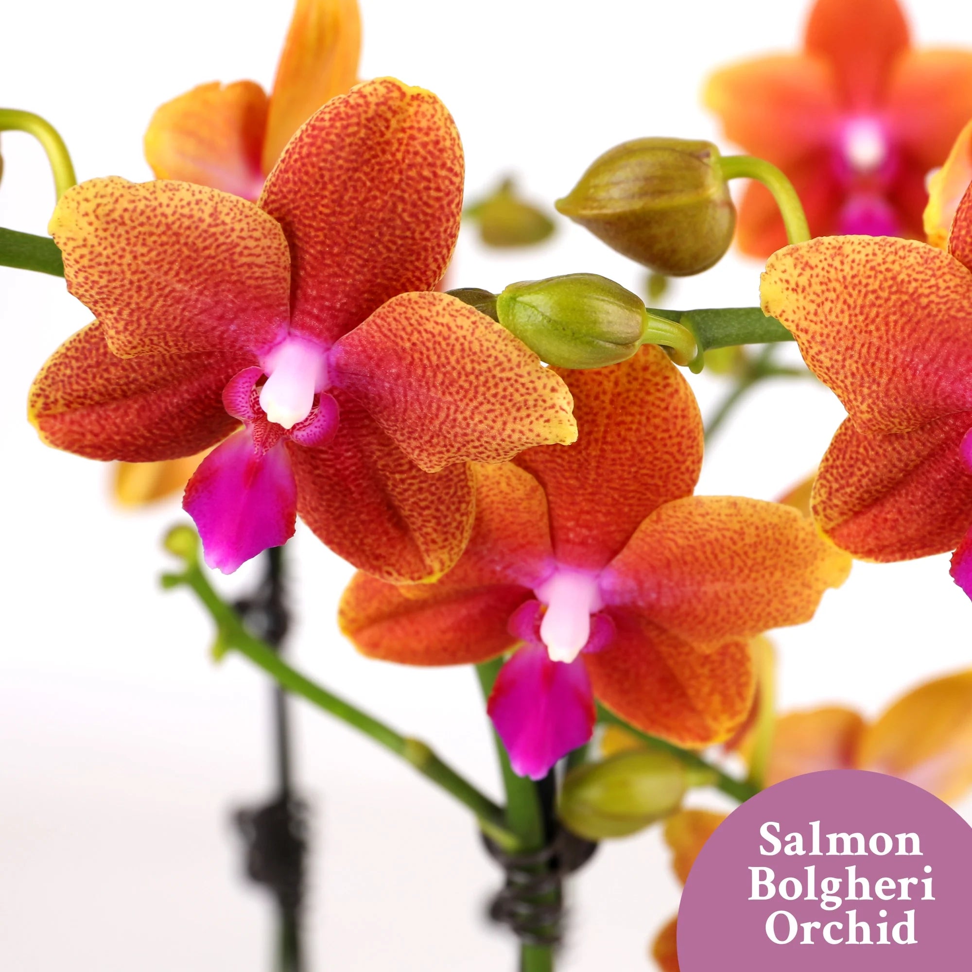 Just Add Ice 15-20" Salmon Petite Orchid Live Plant in 3" White Ceramic Pot, House Plant