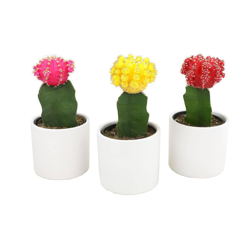 2.5 In. Assorted Grafted Cactus 3-Pack in White Glazed Clay Pot