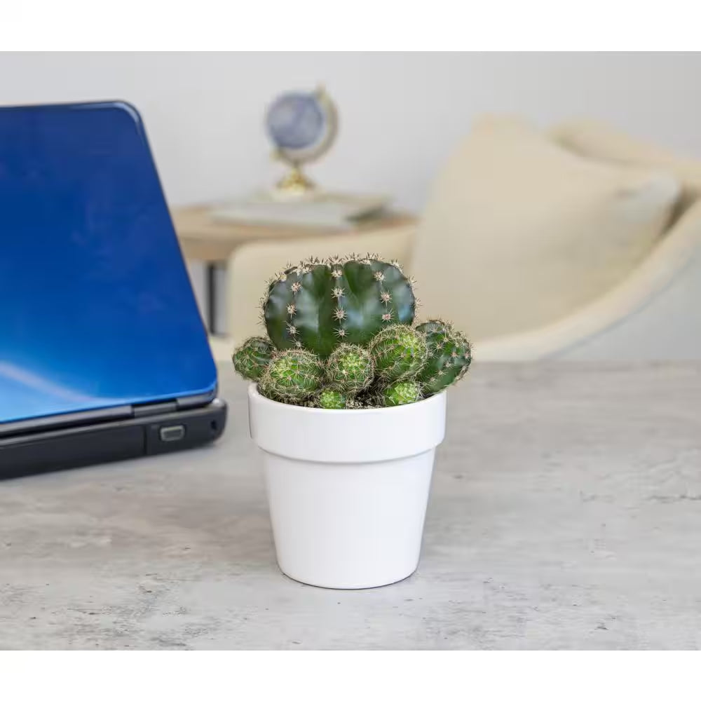 9 Cm Cactus in White Glazed Clay Pot