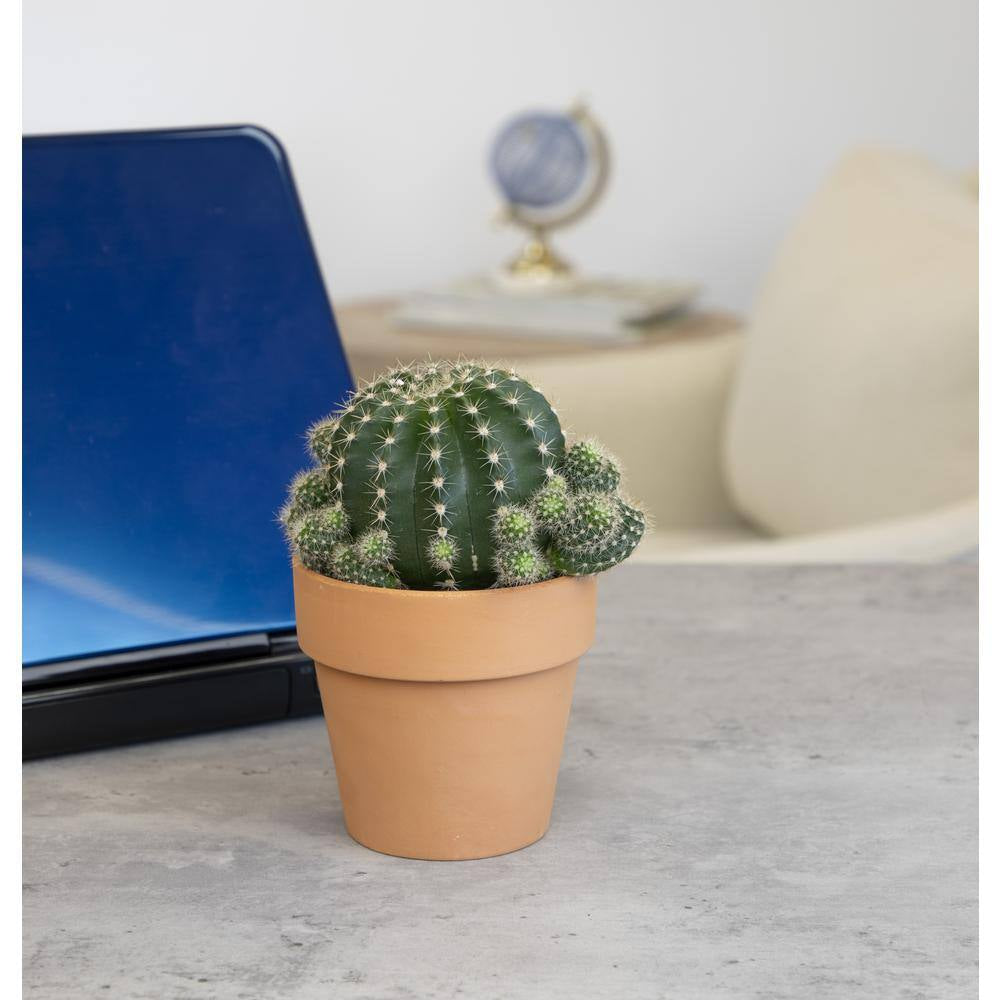 9 Cm Cactus in Terra Cotta Clay Pot