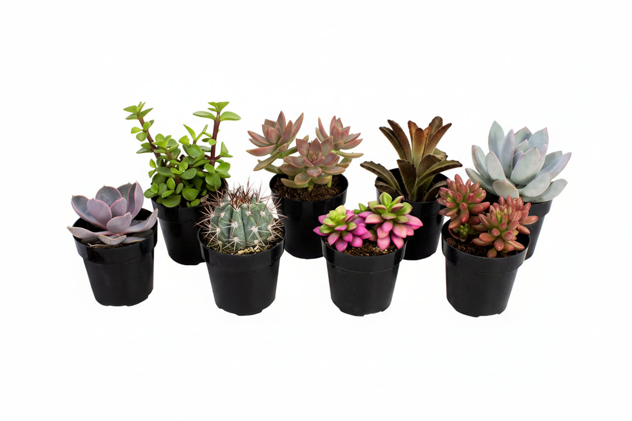 Element by  Multicolor Succulent, Live Indoor House Plants with Grower Pots , 2.5 Inch , Pack of 8 (Assorted)