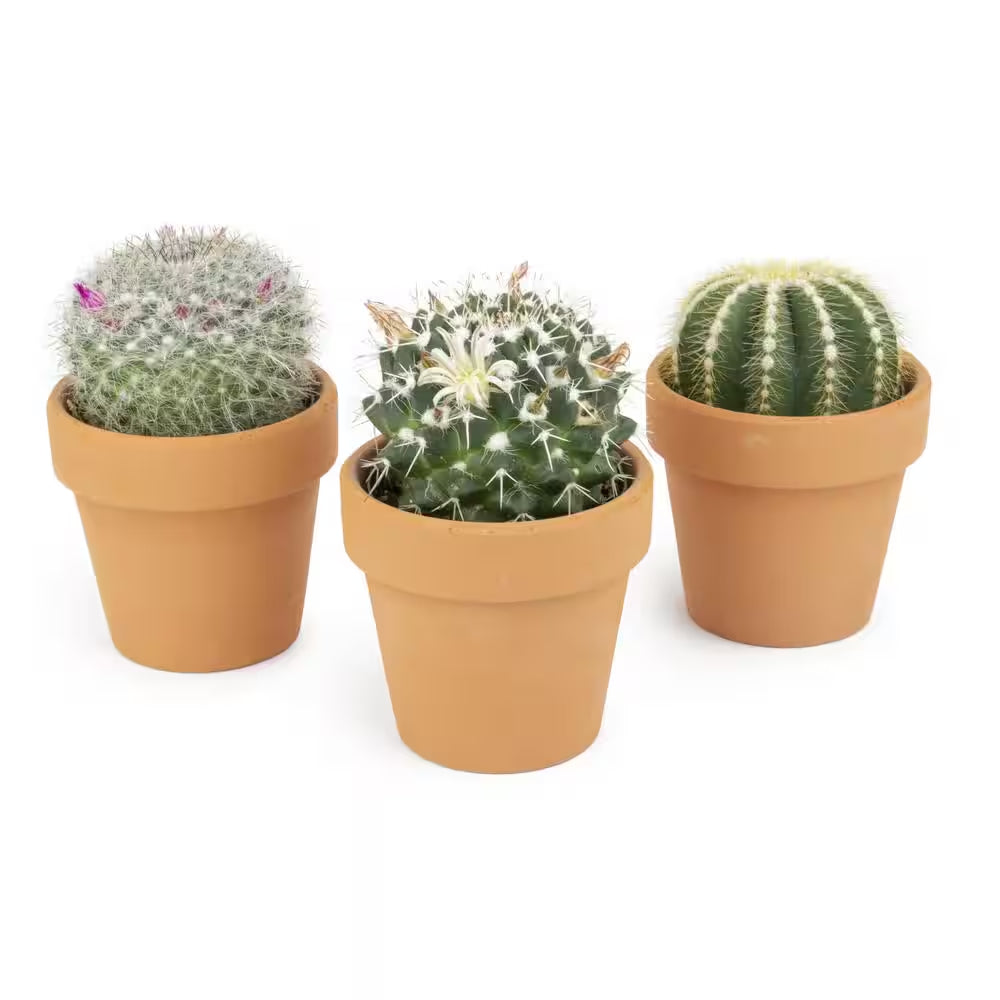 2.5 In. Assorted Cactus 3-Pack in Terra Cotta Clay Pot