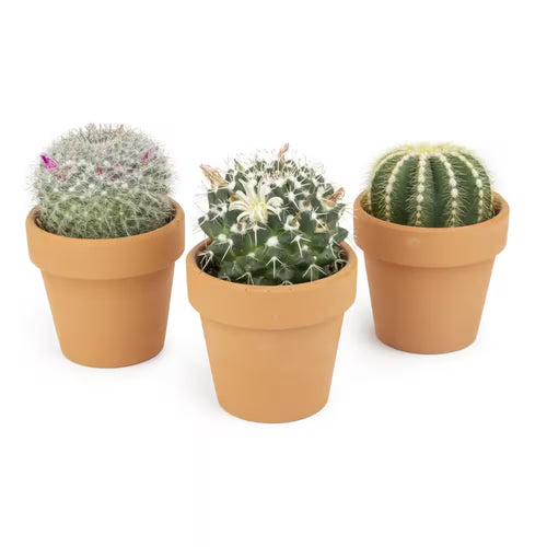 2.5 In. Assorted Cactus 3-Pack in Terra Cotta Clay Pot