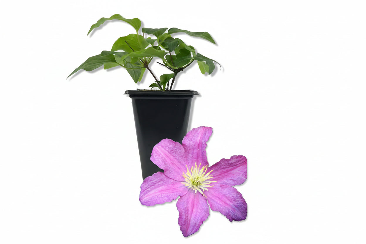 Clematis Comtesse De Bouchaud-Live Starter Plant in a 2 Inch Growers Pot-Starter Plants Ready for the Garden