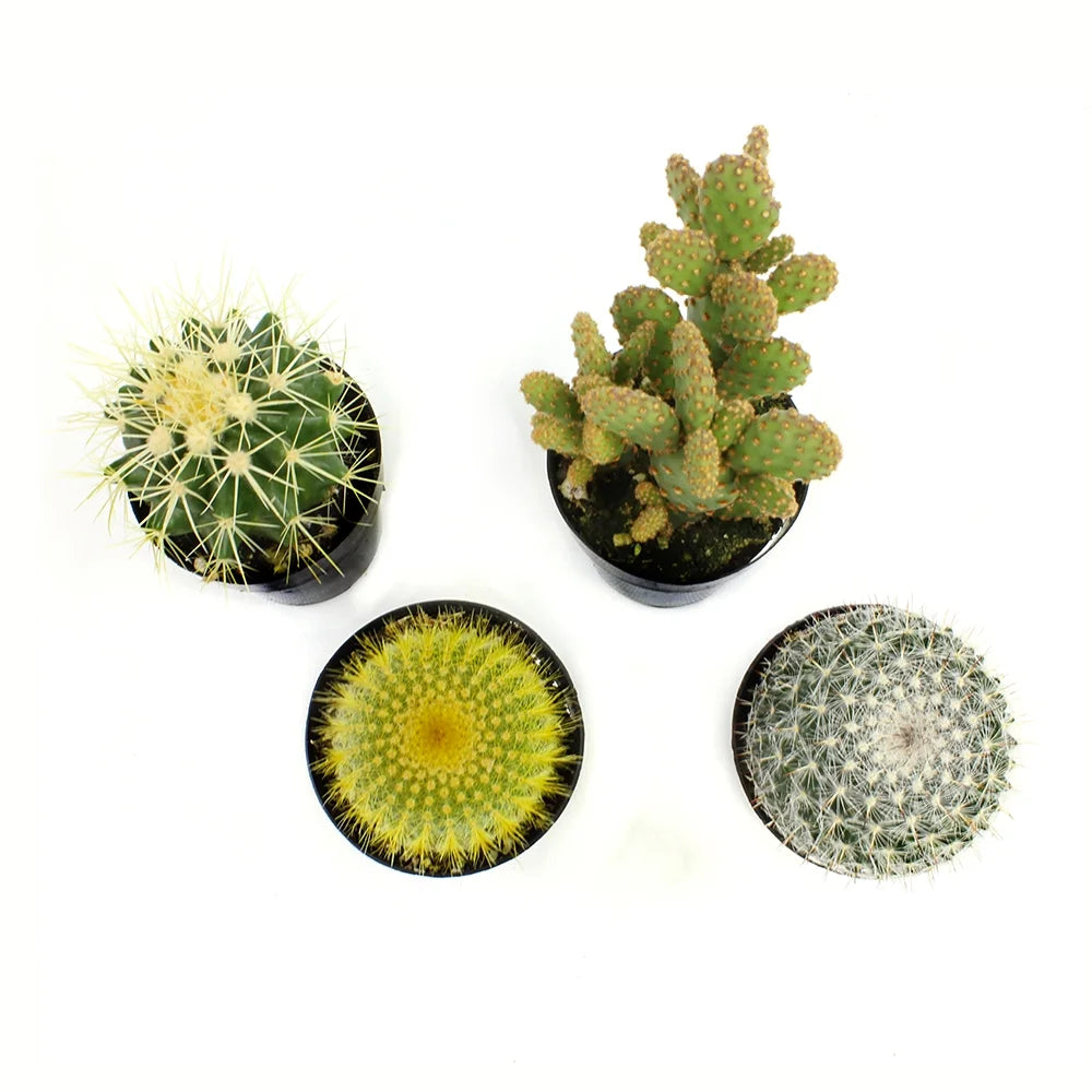 Element by  Live Cactus Plants 4-Pack - Succulent Plants, Full Sun - 2.5-Inch Pots