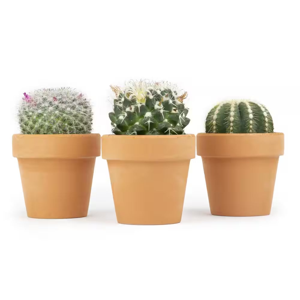 2.5 In. Assorted Cactus 3-Pack in Terra Cotta Clay Pot