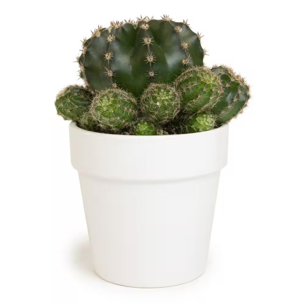 9 Cm Cactus in White Glazed Clay Pot