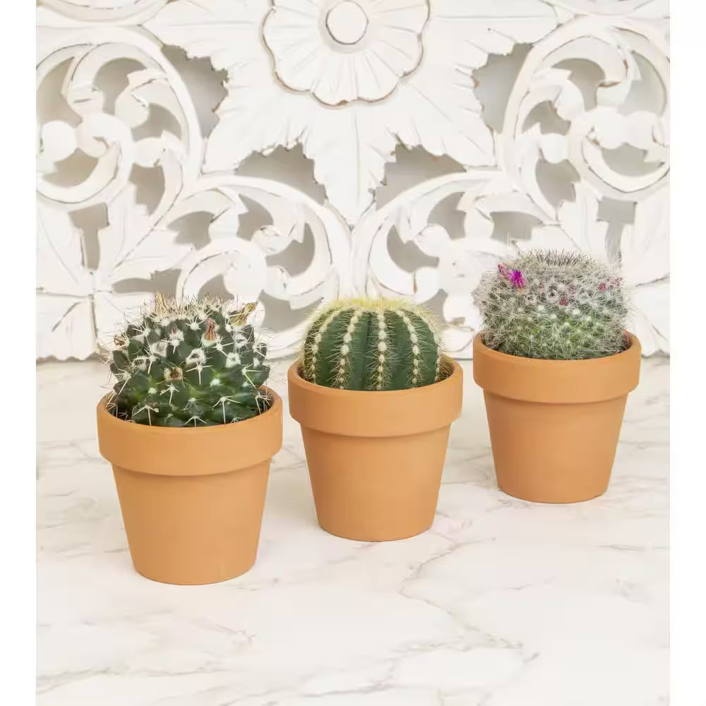 2.5 In. Assorted Cactus 3-Pack in Terra Cotta Clay Pot