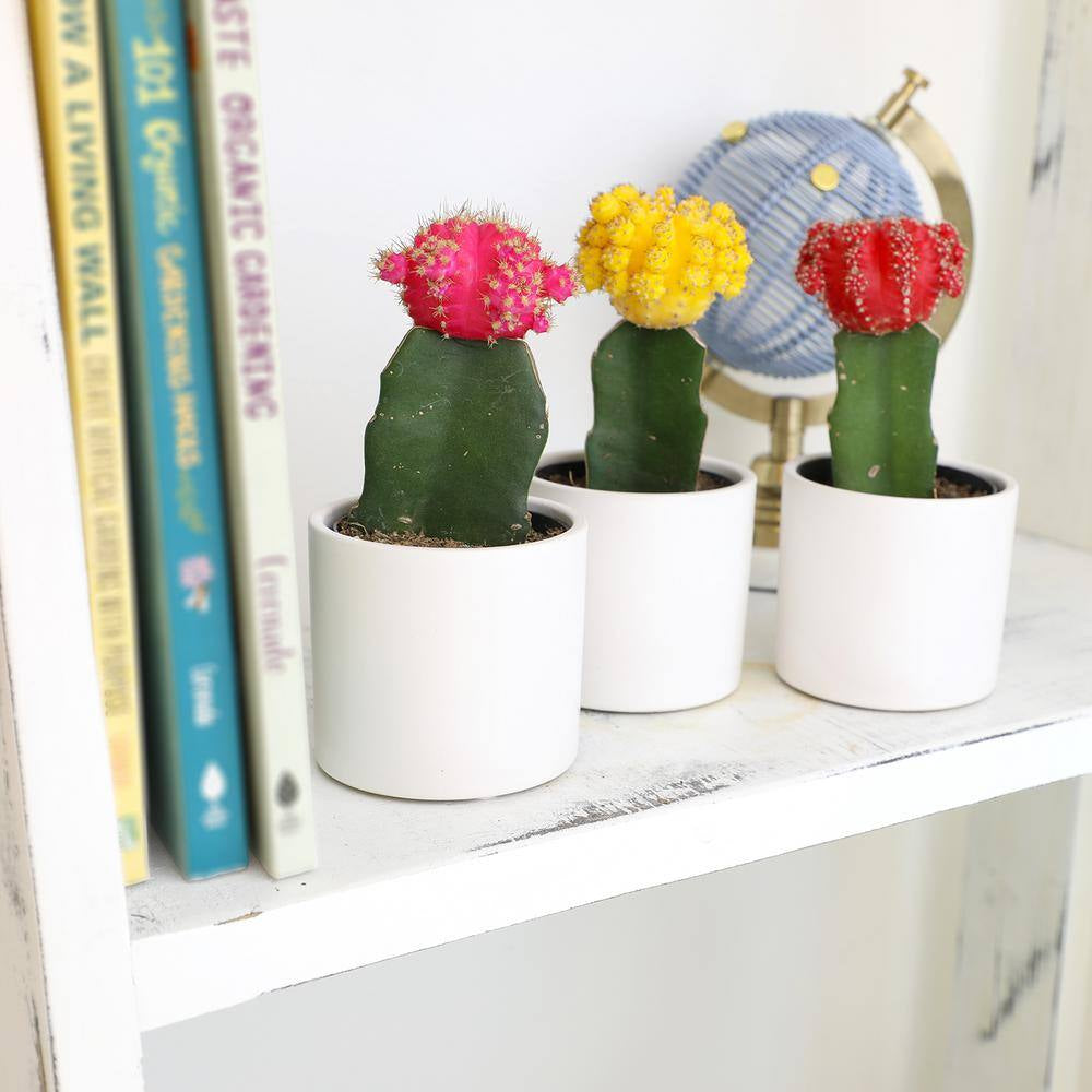 2.5 In. Assorted Grafted Cactus 3-Pack in White Glazed Clay Pot
