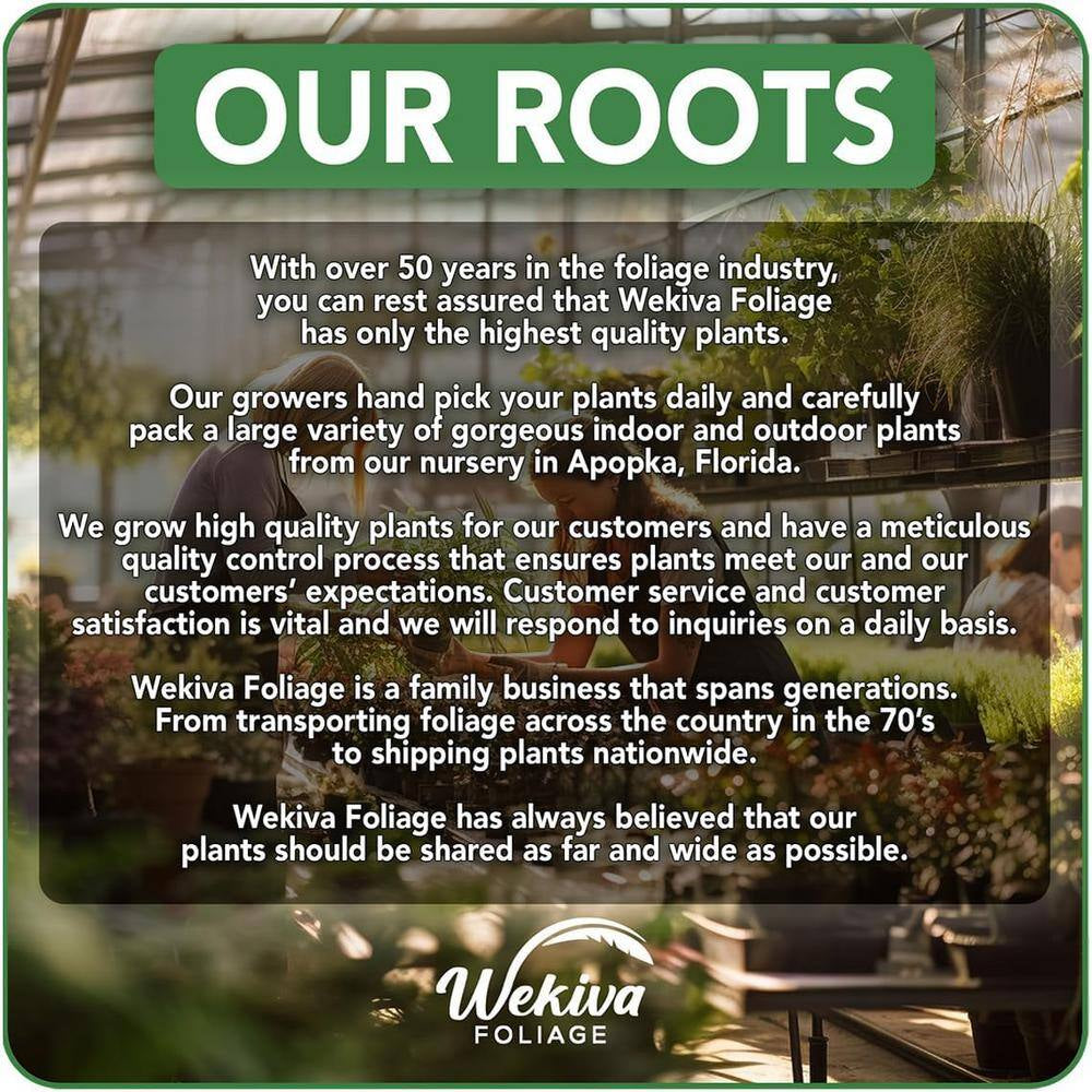 Clematis Heracleifolia Mrs Robert Brydon-Live Starter Plant in a 2 Inch Growers Pot-Starter Plants for the Garden