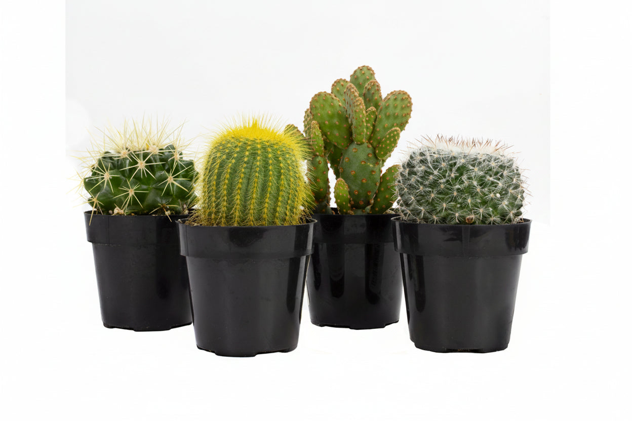 Element by  Live Cactus Plants 4-Pack - Succulent Plants, Full Sun - 2.5-Inch Pots