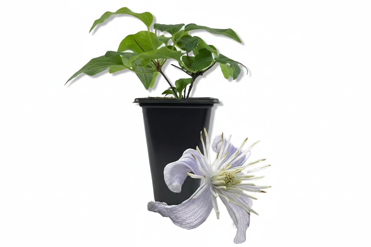 Clematis Heracleifolia Mrs Robert Brydon-Live Starter Plant in a 2 Inch Growers Pot-Starter Plants for the Garden