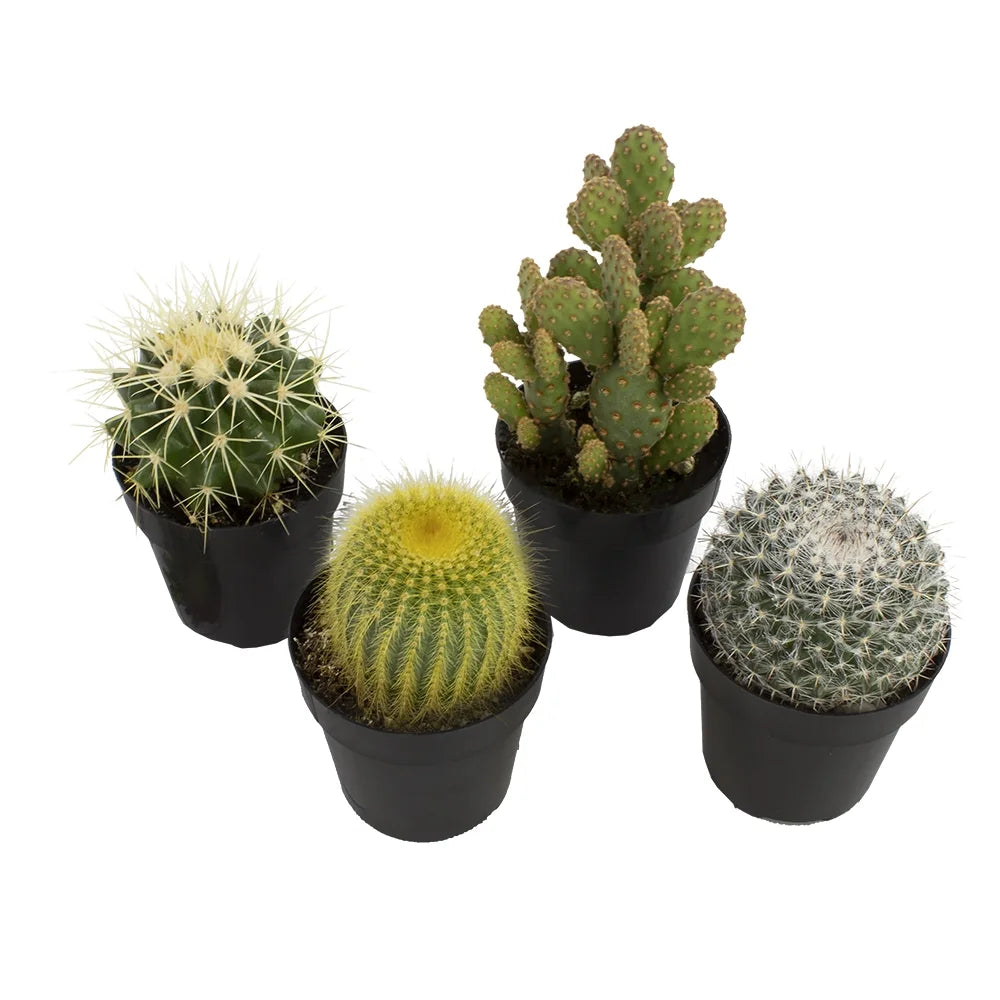Element by  Live Cactus Plants 4-Pack - Succulent Plants, Full Sun - 2.5-Inch Pots