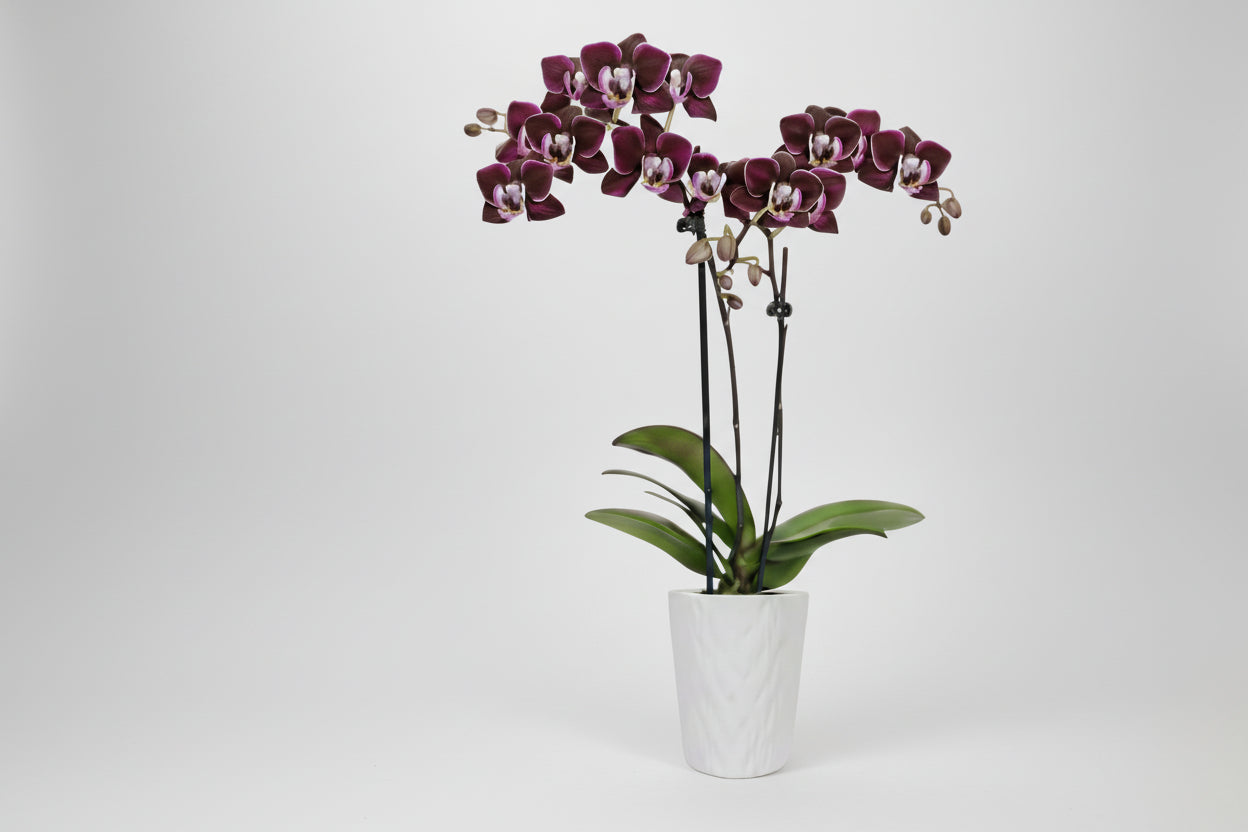 Orchid (Phalaenopsis) Mini Dark Purple Plant Ar 2-1/2 In. White Ceramic Pottery