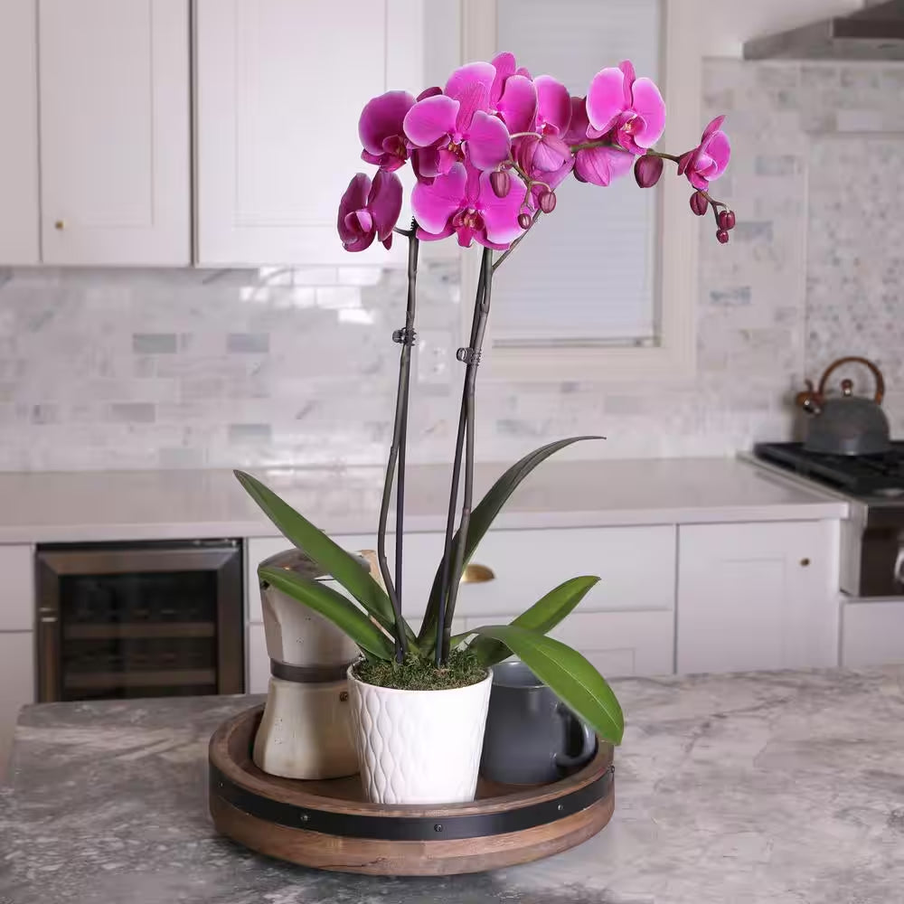 Premium Orchid (Phalaenopsis) Purple Plant in 5 In. White Ceramic Pottery
