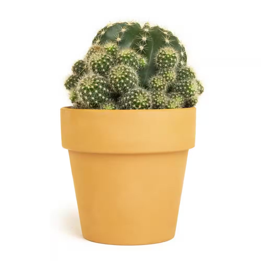 9 Cm Cactus in Terra Cotta Clay Pot
