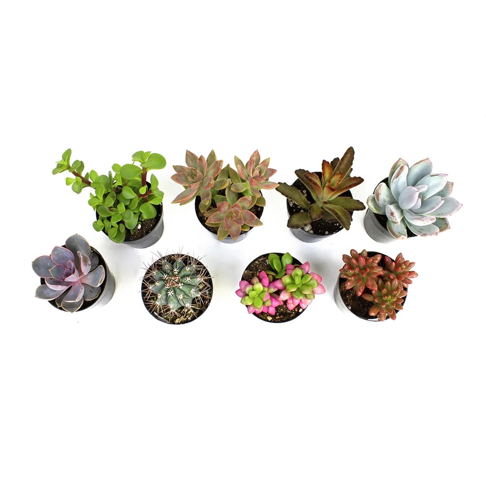 Element by  Multicolor Succulent, Live Indoor House Plants with Grower Pots , 2.5 Inch , Pack of 8 (Assorted)