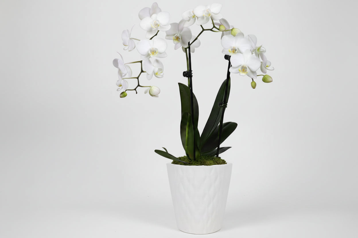 Orchid (Phalaenopsis) Petite White with Yellow Throat Plant in 3 In. White Ceramic Pottery