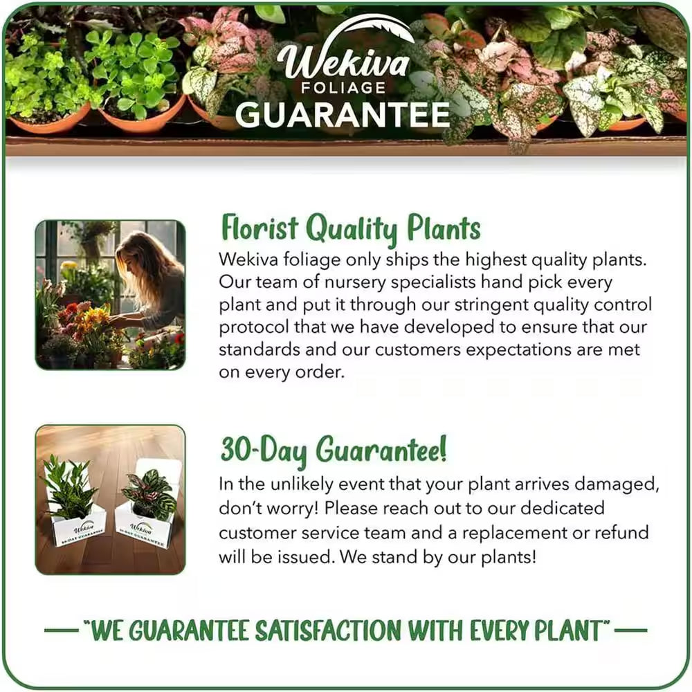 Green Snake Plant-Live Plant in 4 In. Growers Pot-Sansevieria Trifasciata 'Green Hahnii'-Indoor Houseplants