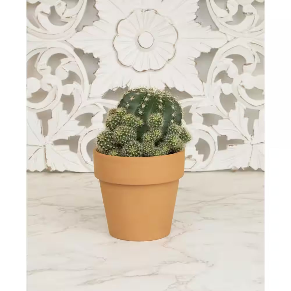 9 Cm Cactus in Terra Cotta Clay Pot