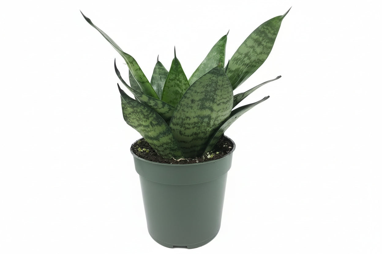 Green Snake Plant-Live Plant in 4 In. Growers Pot-Sansevieria Trifasciata 'Green Hahnii'-Indoor Houseplants