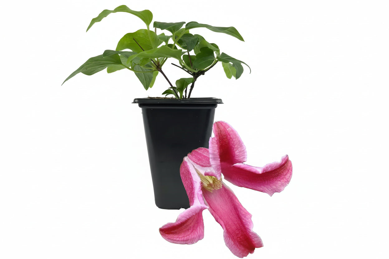 Clematis Etoile Rose-Live Starter Plant in a 2 Inch Growers Pot-Starter Plants Ready for the Garden