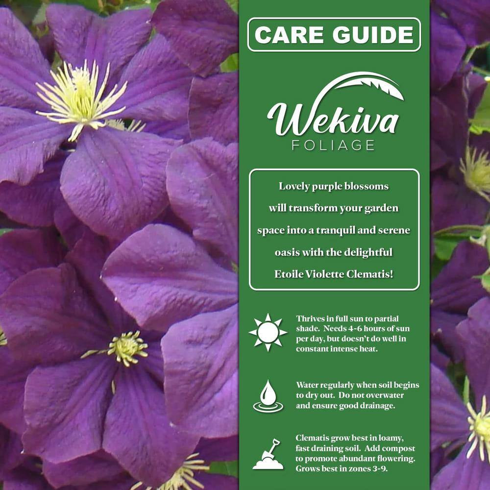 Clematis Etoile Violette-Live Starter Plant in a 2 Inch Growers Pot-Starter Plants-Rare Clematis for Collectors