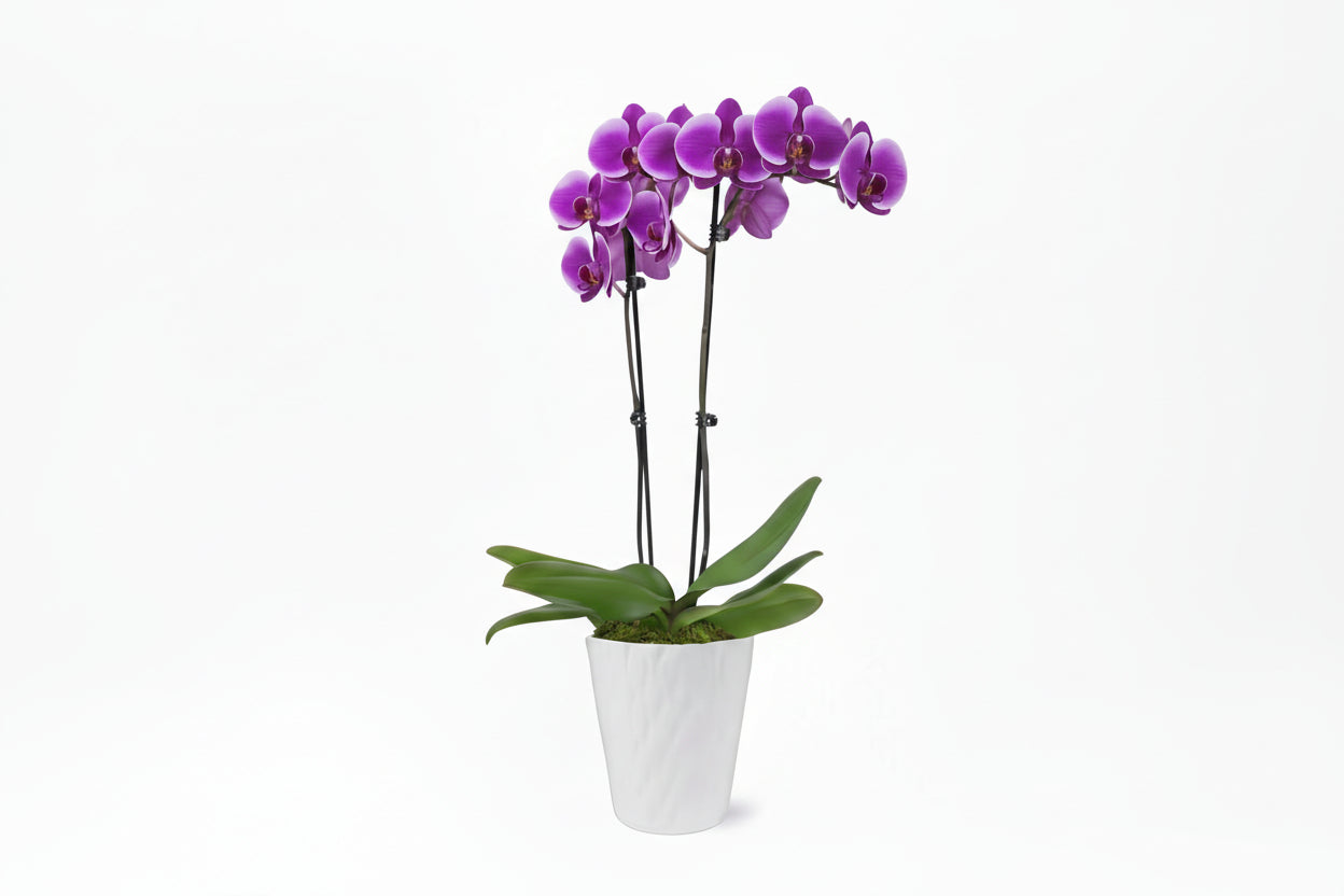 Premium Orchid (Phalaenopsis) Purple Plant in 5 In. White Ceramic Pottery