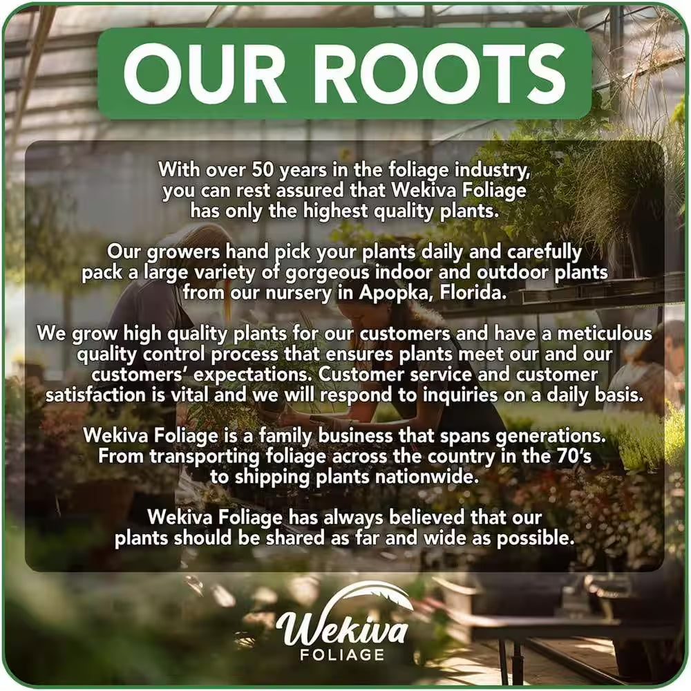 Green Snake Plant-Live Plant in 4 In. Growers Pot-Sansevieria Trifasciata 'Green Hahnii'-Indoor Houseplants