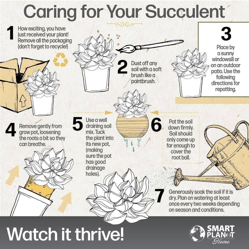 9 Cm Cactus in Terra Cotta Clay Pot